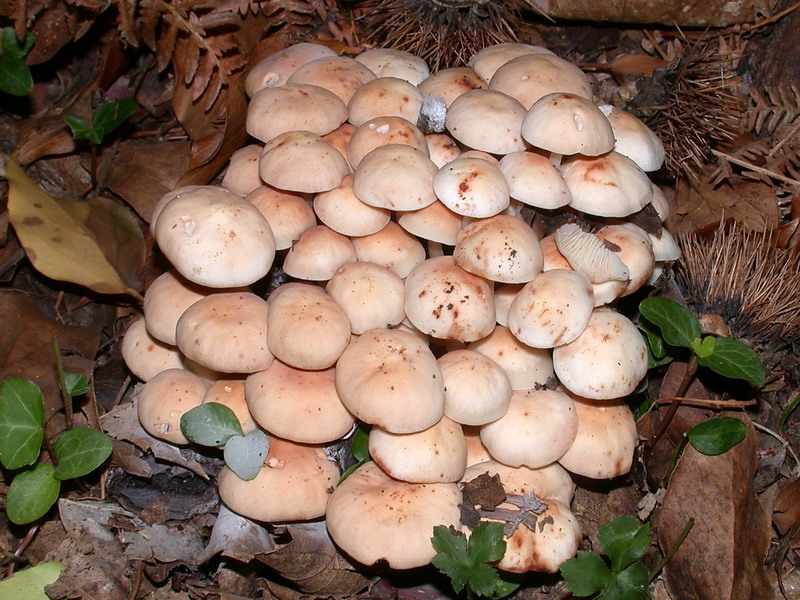 Breve escursione in Castagniccia (Corsica)
